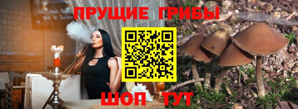 Галлюциногенные грибы Psilocybe Шахты